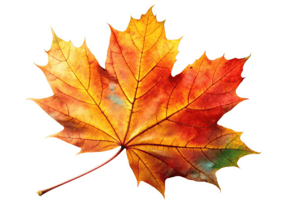 PNG Realistic Maple Leaves 3D Icon Graphics and Illustrations Review